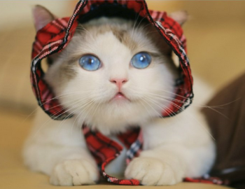 郭斯特家的小狐狸布偶猫图片大全