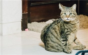 喵星人可爱小动物图片