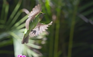 动物图：金额叶鹎