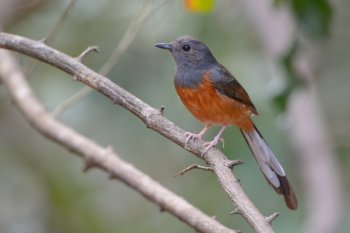 白腰鹊鸲鸟类图片