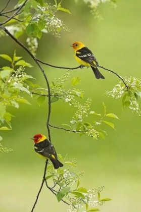 清早美丽的小鸟