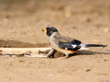 黑尾蜡嘴雀户外特写高清电脑桌面壁纸