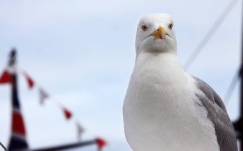 大海中的海鸥图片大全
