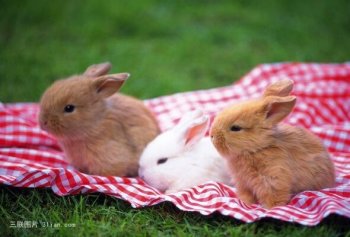 可爱唯美小白兔