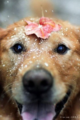 可爱汪星人萌图