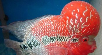 罗汉鱼图片  观赏鱼图片