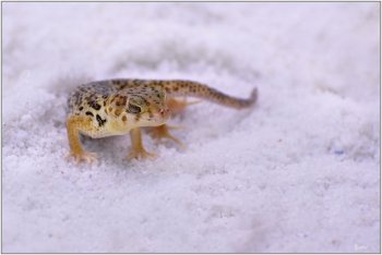 可愛的神珍小蜥蜴