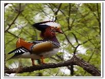 飞上枝头的鸳鸯