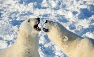 可爱的狗熊写真