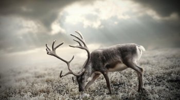 冬日里的麋鹿唯美创意高清桌面壁纸