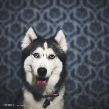 呆萌可爱哈士奇