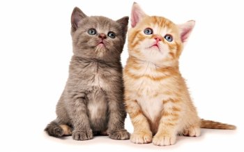 呆萌喵星人电脑宽屏壁纸