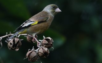金翅雀鸟类动物