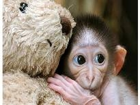 最可爱的“动物表情”