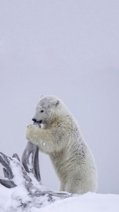 北极熊雪地可爱