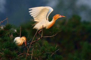 牛背鹭也是白鹭