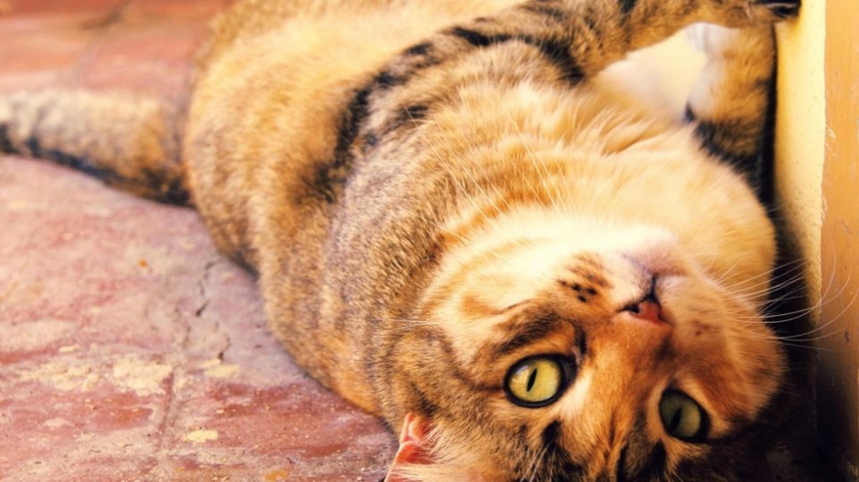 动物世界可爱猫咪高清壁纸