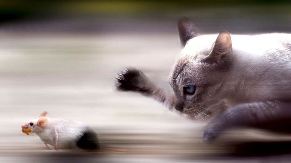 动物世界可爱猫咪高清壁纸