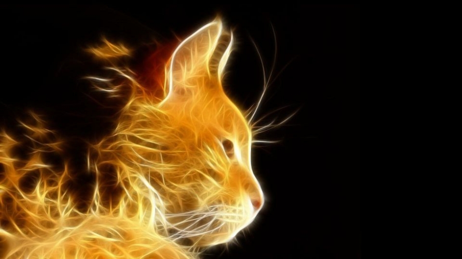 动物世界可爱猫咪高清壁纸