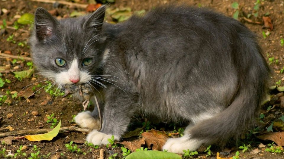 动物世界可爱猫咪高清壁纸