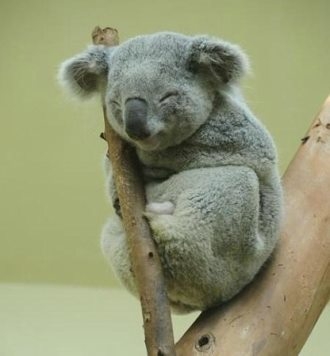 超呆萌可爱的考拉