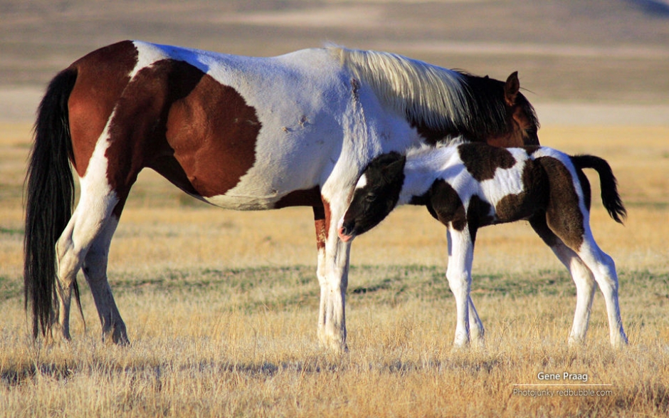野马 Windows官方主题壁纸