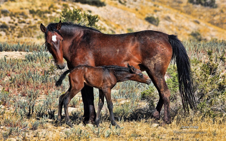 野马 Windows官方主题壁纸