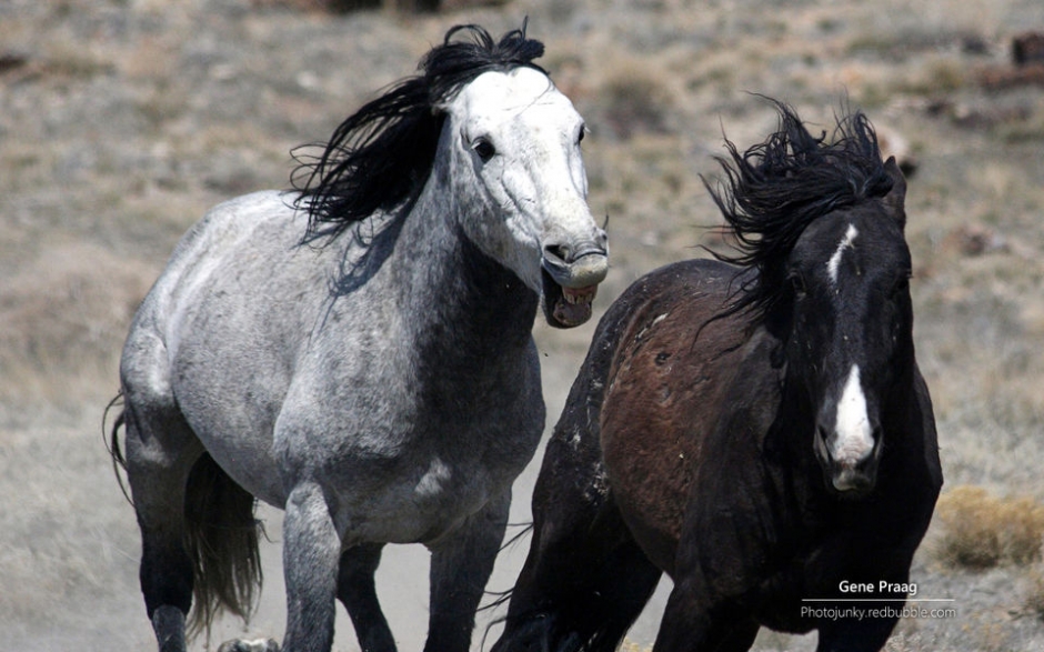 野马 Windows官方主题壁纸