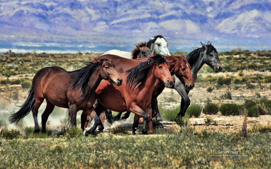 野马 Windows官方主题壁纸