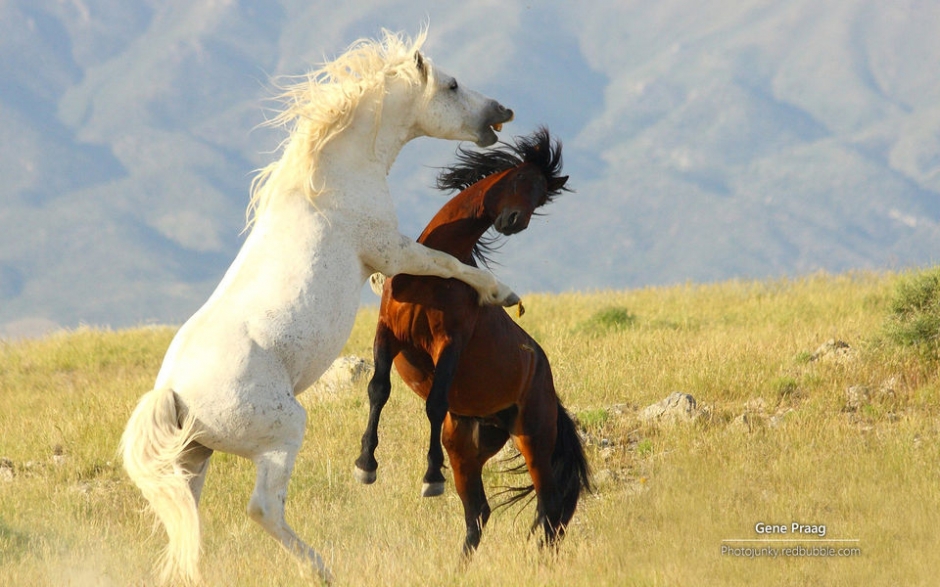 野马 Windows官方主题壁纸