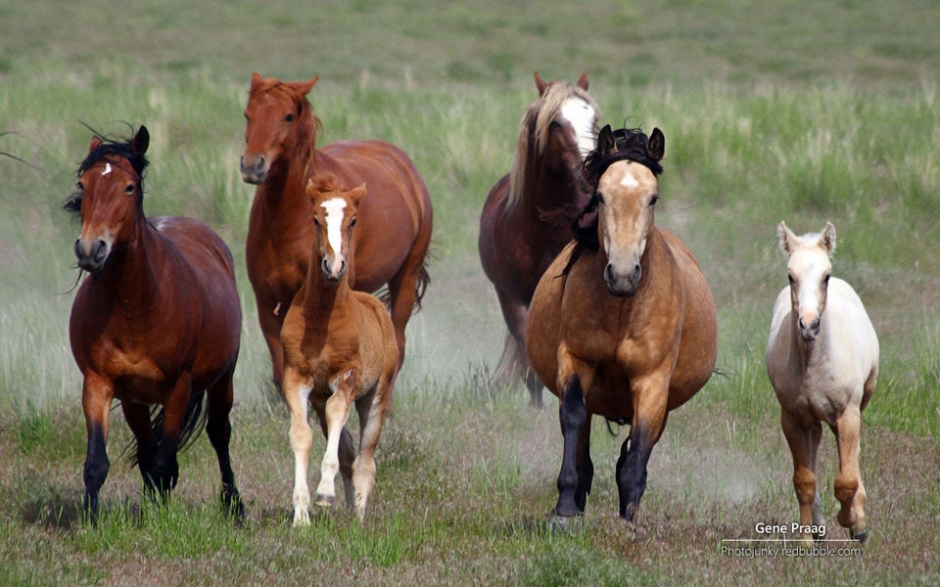 野马 Windows官方主题壁纸