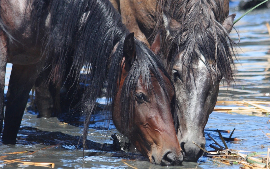 野马 Windows官方主题壁纸
