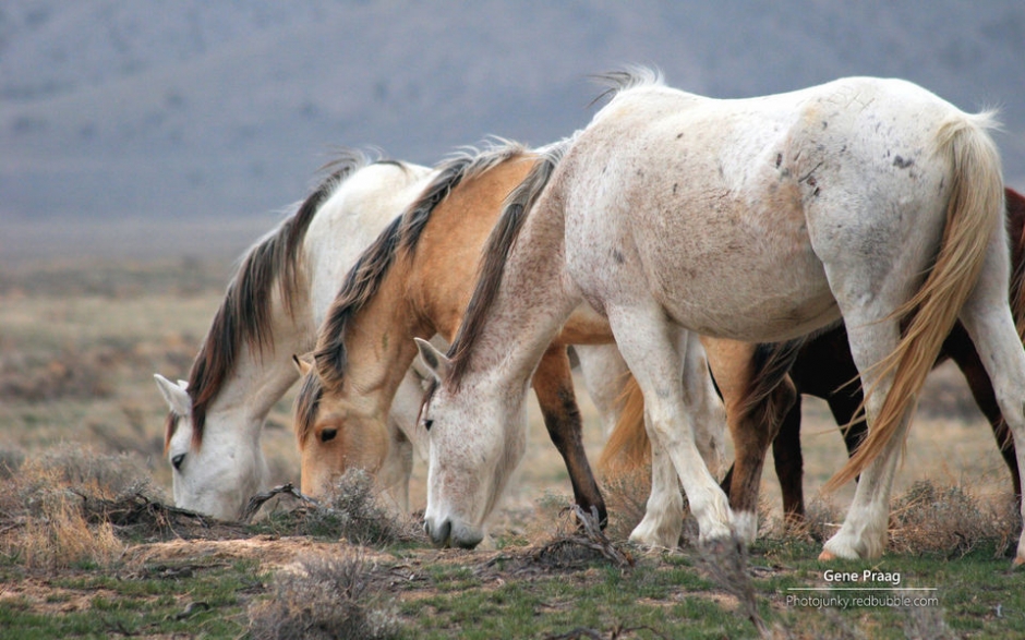 野马 Windows官方主题壁纸