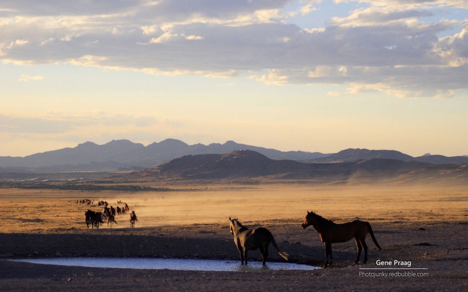 野马 Windows官方主题壁纸