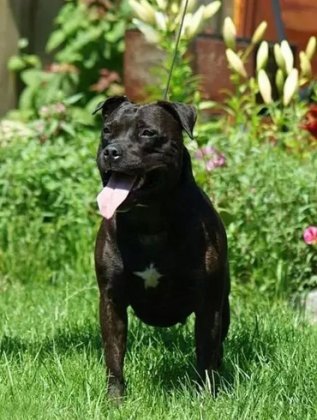 斯塔福郡斗牛梗图片  狗图片  动物图片