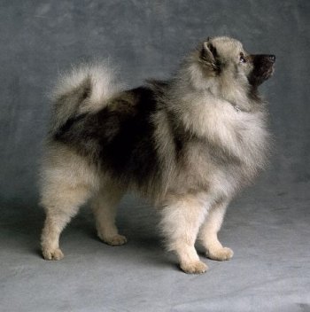 荷兰毛狮犬图片  狗图片  动物图片