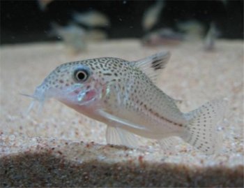 白豹鼠鱼图片 观赏鱼图片