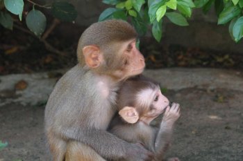 海南南湾猴岛可爱的猕猴