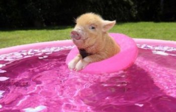 十二生肖猪图片  可爱宠物猪搞怪写真图片