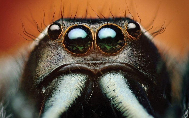 动物高清壁纸图片大全