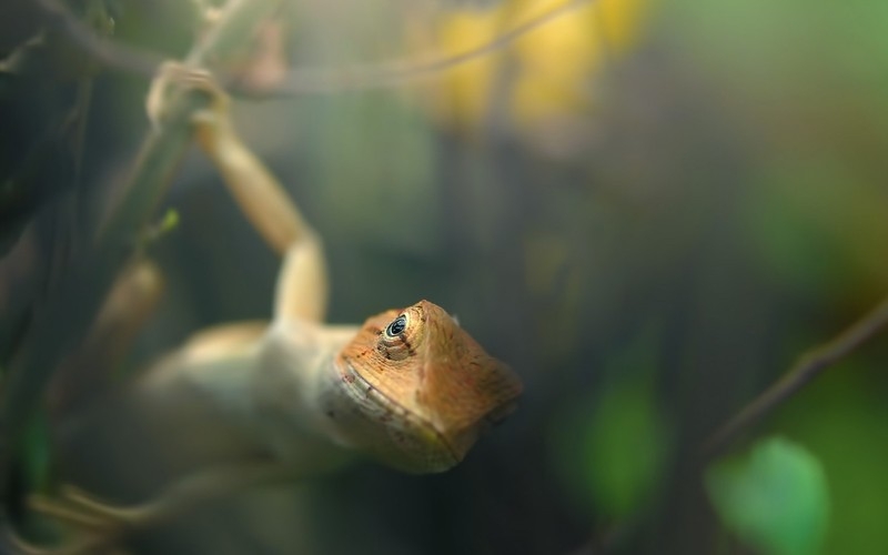 动物高清壁纸图片大全