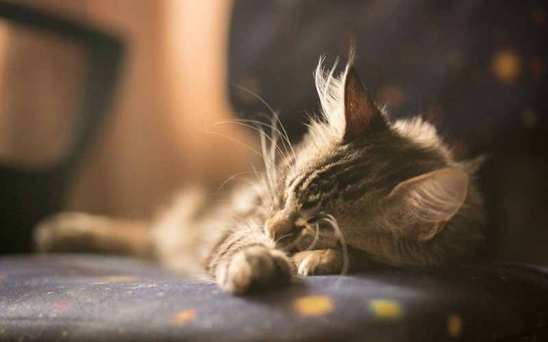 动物高清壁纸图片大全