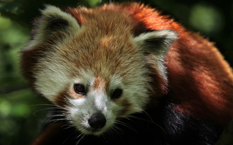 动物高清壁纸图片大全