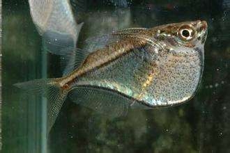 咖啡燕子鱼图片 观赏鱼图片