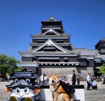 可爱动物图片：柴犬maru和它的kumamon背包