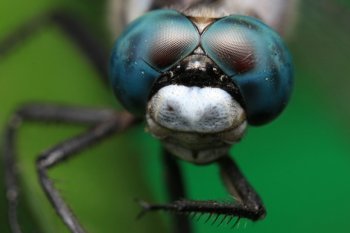 蜻蜓微距特写图片