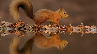 毛茸茸小松鼠可爱