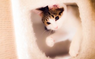 可爱图片喵星人