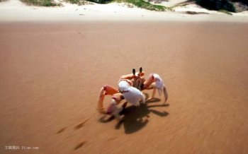 海滩海螃蟹