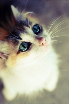 唯美萌系喵星人